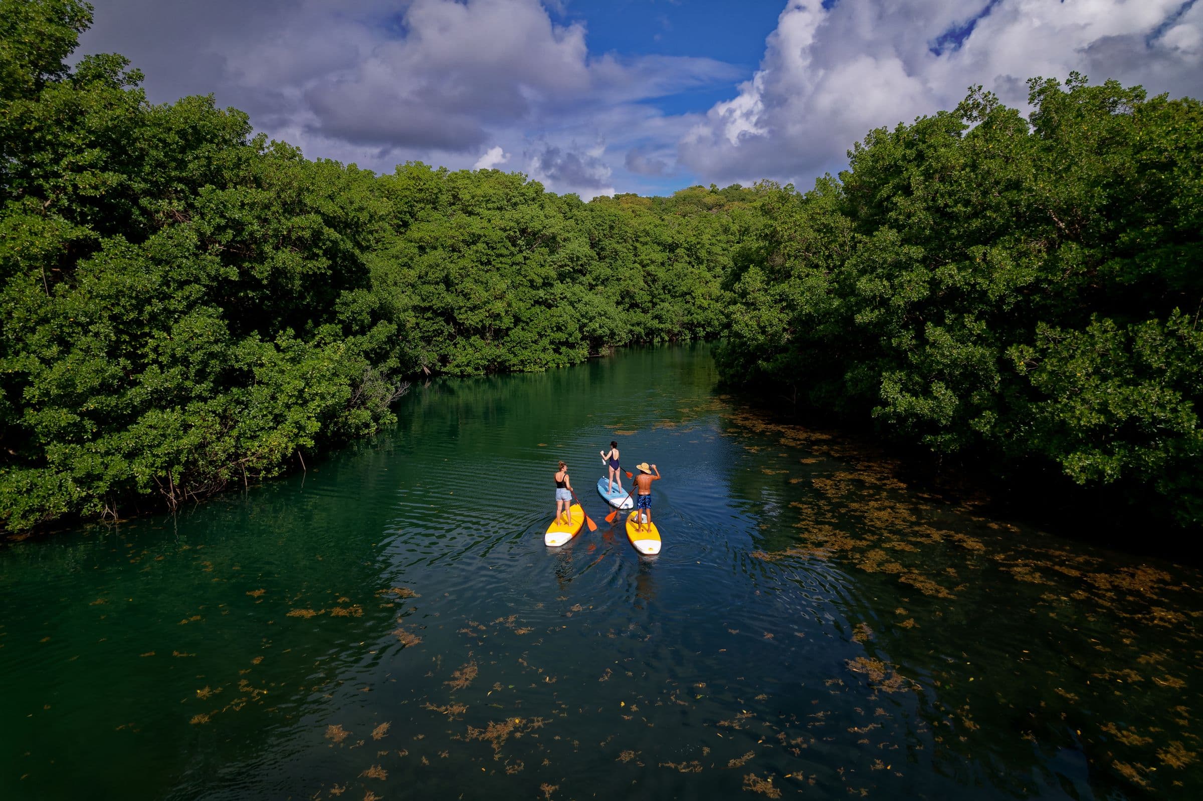 Aperçu : Mangrove