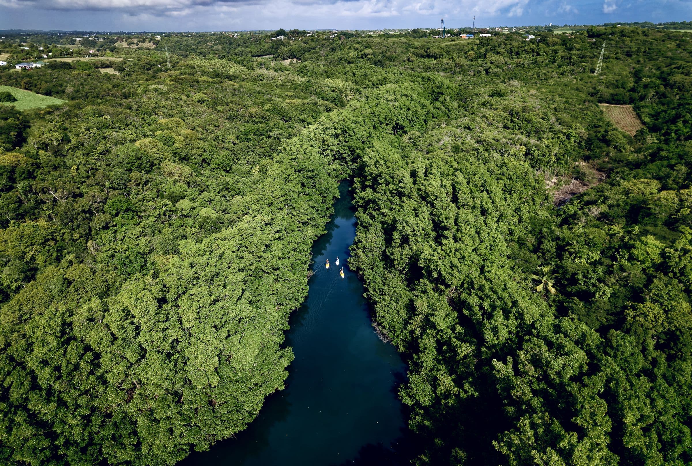 Chenal de mangrove vu du ciel, bordé de forêt