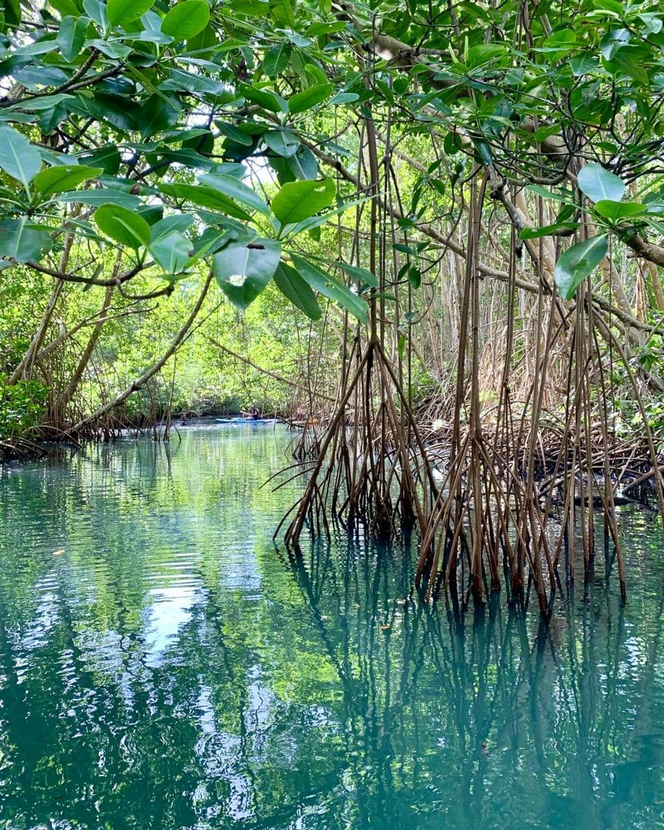 Racines de palétuviers dans l’eau turquoise